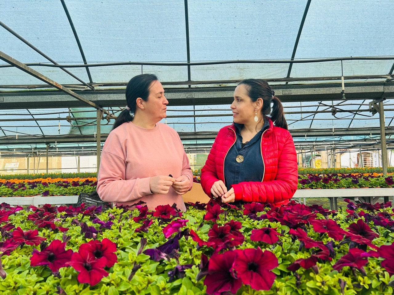 Los municipios cacereños empiezan a recoger sus flores de temporada del vivero Provincial Los municipios cacereños empiezan a recoger sus flores de temporada del vivero Provincial