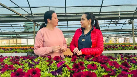 Los municipios cacereños empiezan a recoger sus flores de temporada del vivero Provincial Los municipios cacereños empiezan a recoger sus flores de temporada del vivero Provincial