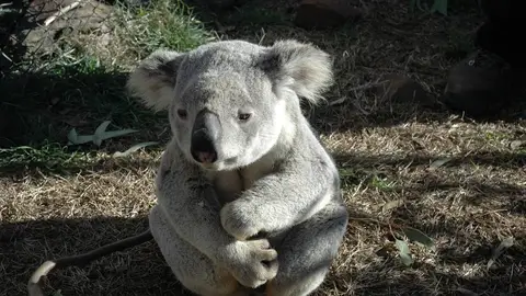 Controversia en Australia por el sacrificio aéreo de koalas tras un devastador incendio en Victoria Controversia en Australia por el sacrificio aéreo de koalas tras un devastador incendio en Victoria