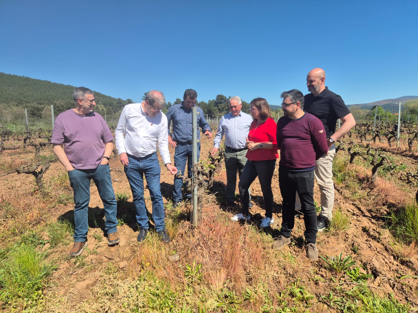 Axudas para reconversión de viñedos que beneficiaron a 76 viticultores da provincia Axudas para reconversión de viñedos que beneficiaron a 76 viticultores da provincia
