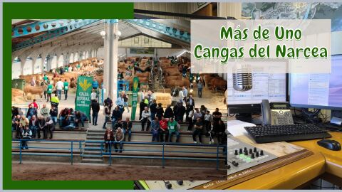 Momento del Concurso 2025 de la Raza Asturiana de los Valles en la Imera