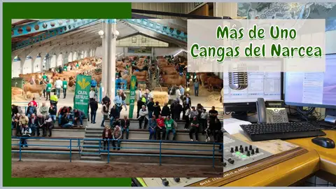 Momento del Concurso 2025 de la Raza Asturiana de los Valles en la Imera Momento del Concurso 2025 de la Raza Asturiana de los Valles en la Imera