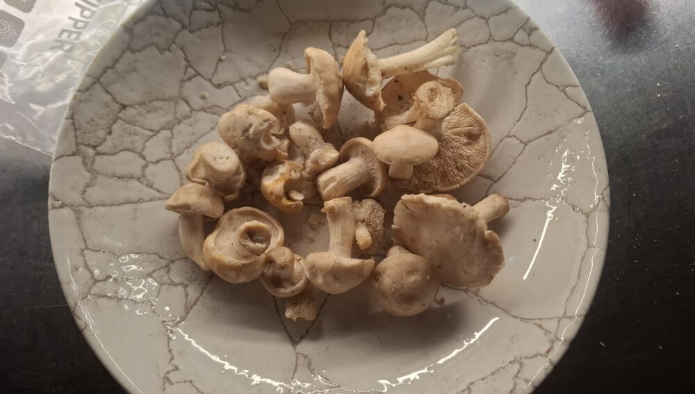 perretxikos