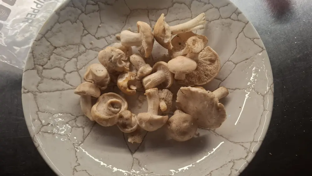 perretxikos perretxikos