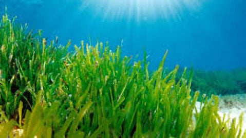 Posidonia oce&aacute;nica, la planta esencial del Mediterr&aacute;neo. Desde el MUDIC explican los beneficios de esta planta confundida con un alga