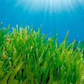 Posidonia oceánica, la planta esencial del Mediterráneo. Desde el MUDIC explican los beneficios de esta planta confundida con un alga
