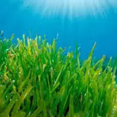 Posidonia oceánica, la planta esencial del Mediterráneo. Desde el MUDIC explican los beneficios de esta planta confundida con un alga Posidonia oceánica, la planta esencial del Mediterráneo. Desde el MUDIC explican los beneficios de esta planta confundida con un alga