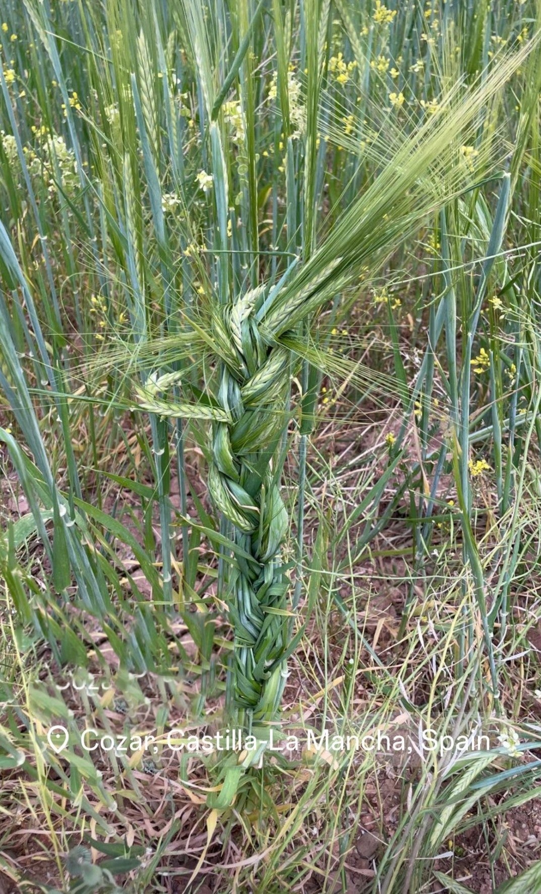 "Atar el rabo al diablo" en San Marcos, una tradición que se mantiene en Campo de Montiel "Atar el rabo al diablo" en San Marcos, una tradición que se mantiene en Campo de Montiel