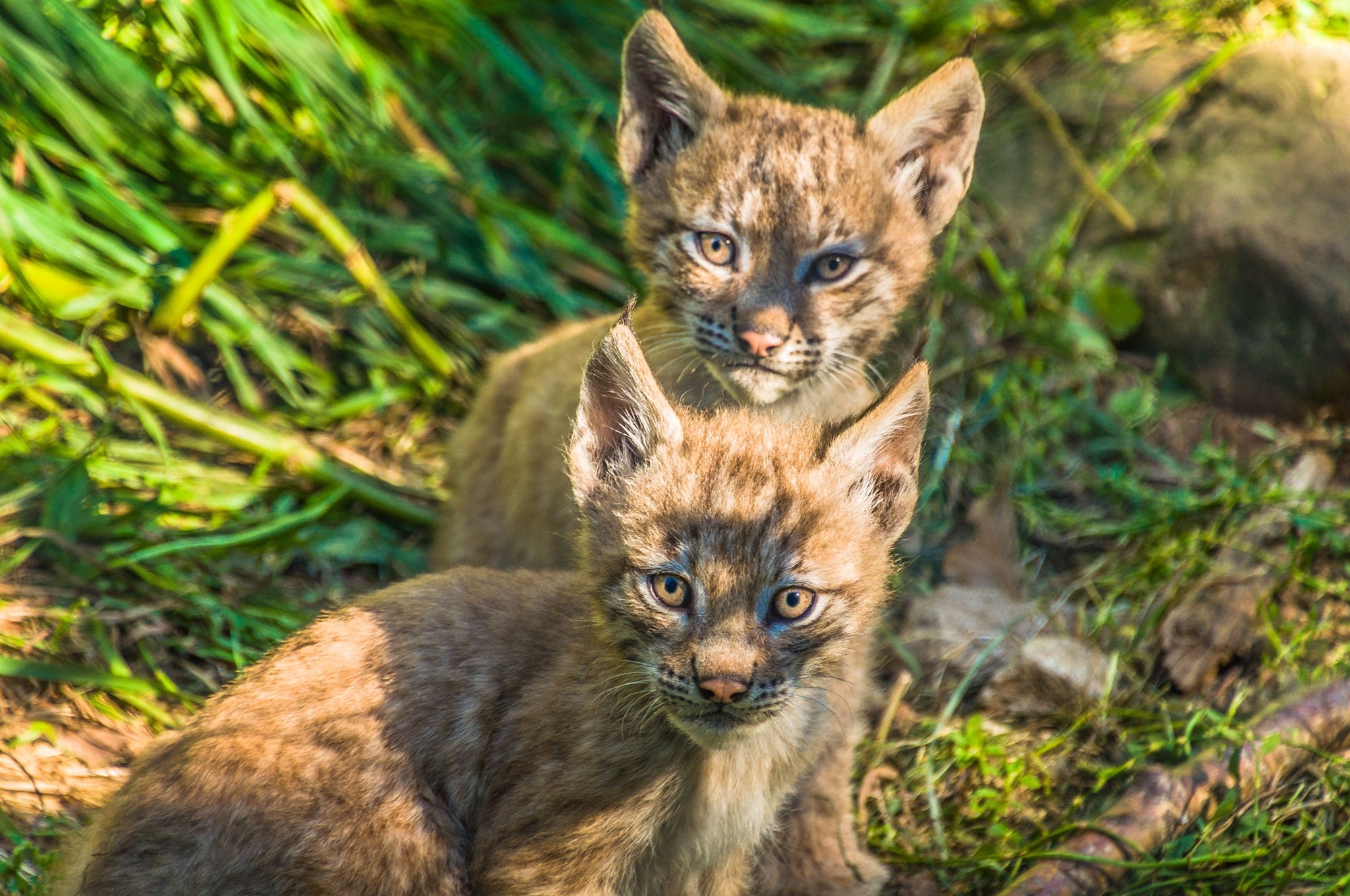 Lacuniacha invita a descubrir los animales del parque en realidad aumentada Lacuniacha invita a descubrir los animales del parque en realidad aumentada