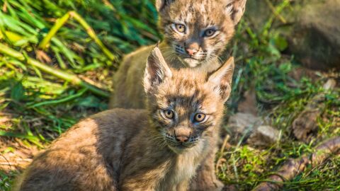 Animales de Lacuniacha