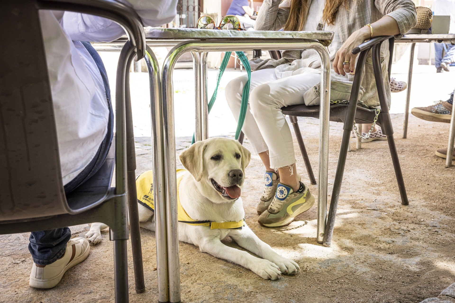 El perro guía de la ONCE en Palencia reclama su derecho de acceso a establecimientos de restauración El perro guía de la ONCE en Palencia reclama su derecho de acceso a establecimientos de restauración