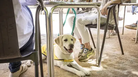 El perro guía de la ONCE en Palencia reclama su derecho de acceso a establecimientos de restauración .