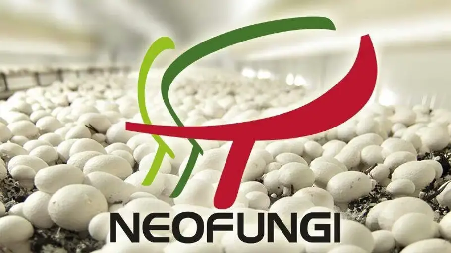 Neofungi Neofungi