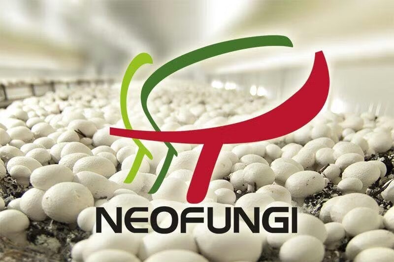 La cooperativa Neofungi de Castilla - La Mancha a la cabeza en el mercado de setas y champiñones La cooperativa Neofungi de Castilla - La Mancha a la cabeza en el mercado de setas y champiñones