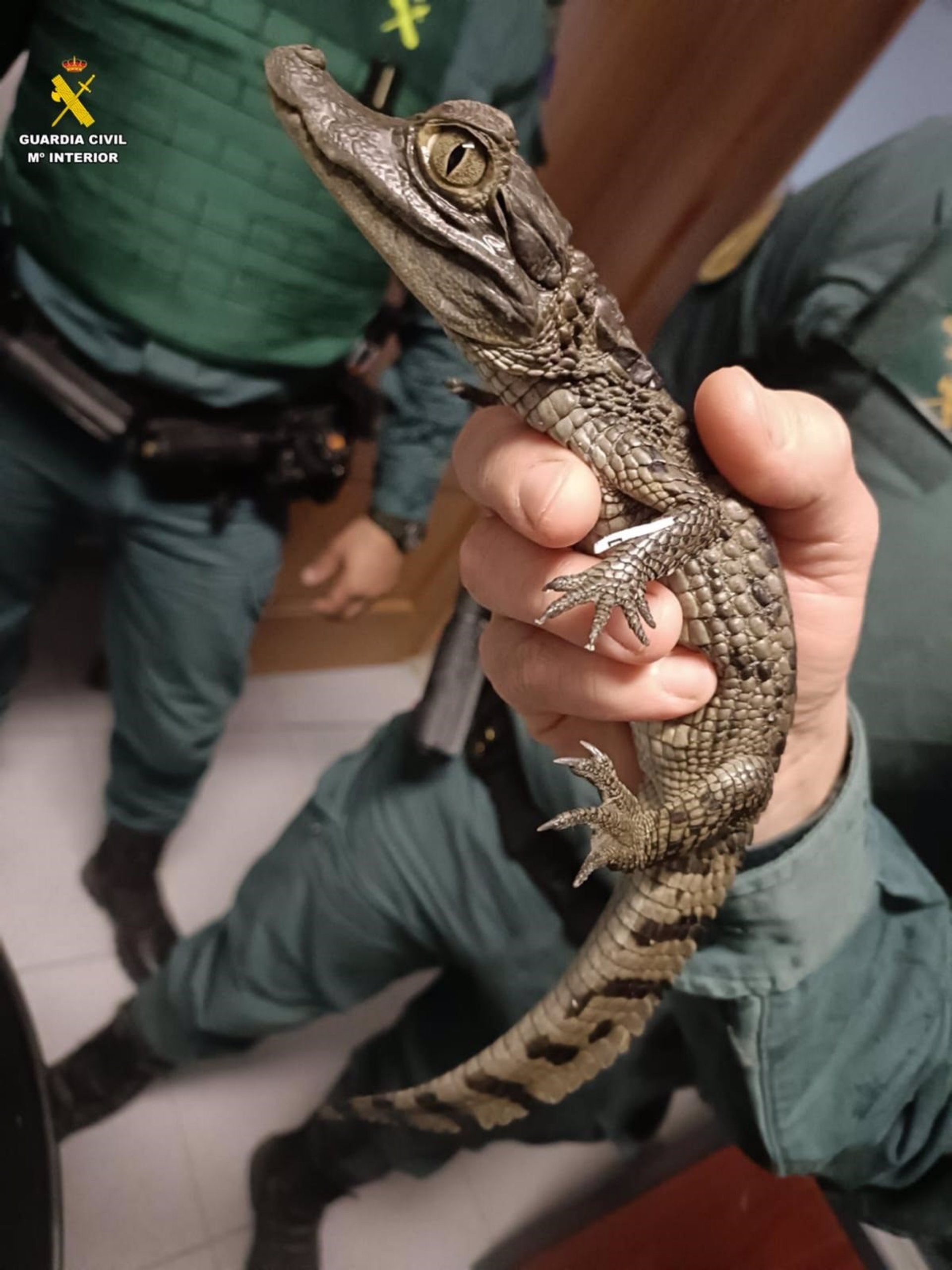 Desarticulada una organización de venta de droga y posesión de reptiles exóticos en la Sierra Norte Desarticulada una organización de venta de droga y posesión de reptiles exóticos en la Sierra Norte