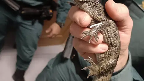 Desarticulada una organización de venta de droga y posesión de reptiles exóticos en la Sierra Norte Desarticulada una organización de venta de droga y posesión de reptiles exóticos en la Sierra Norte