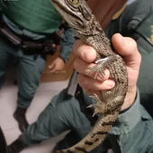 Desarticulada una organización de venta de droga y posesión de reptiles exóticos en la Sierra Norte Desarticulada una organización de venta de droga y posesión de reptiles exóticos en la Sierra Norte