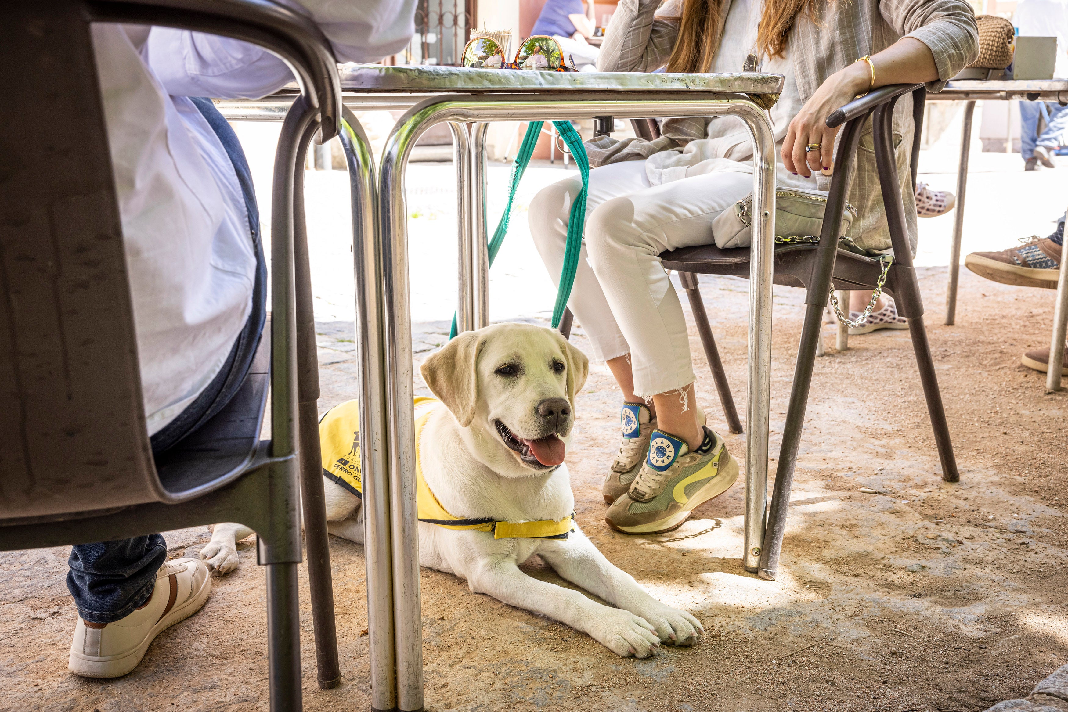 La mesa de redacción: ¡Un café para mi perro, por favor! La mesa de redacción: ¡Un café para mi perro, por favor!