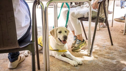 perro guia