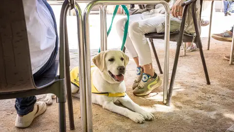 perro guia perro guia