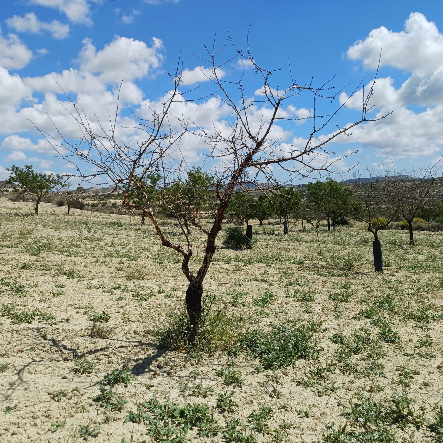 ASAJA Alicante pide a Agricultura un plan de reposición de almendros muertos por sequía ASAJA Alicante pide a Agricultura un plan de reposición de almendros muertos por sequía