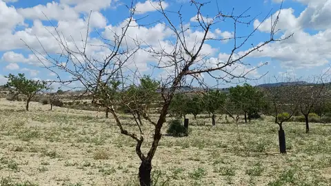 Un almendro muerto en Torremendo Un almendro muerto en Torremendo