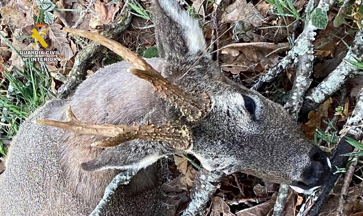 Sorprendido un cazador furtivo en un coto de la Montaña Palentina Sorprendido un cazador furtivo en un coto de la Montaña Palentina
