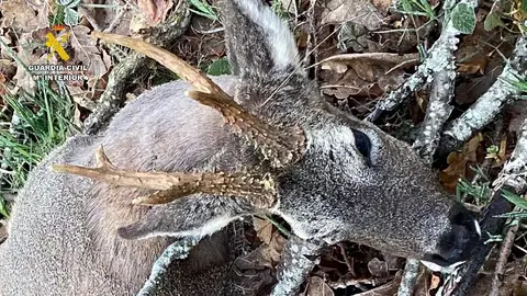 Sorprendido un cazador furtivo en un coto de la Montaña Palentina .