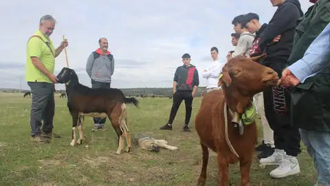 Aguilar de Campoo acogerá la segunda edición de la Escuela de Pastores del proyecto Reactiva Brañosera .