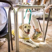 Perro guía