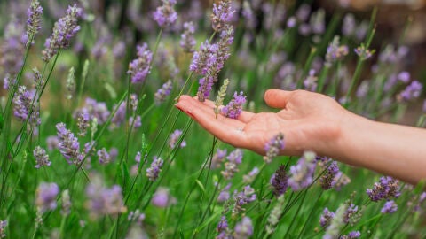 Plantas aromáticas: las mejores aliadas para recibir a la primavera