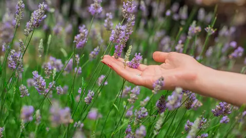 Plantas aromáticas: las mejores aliadas para recibir a la primavera Plantas aromáticas: las mejores aliadas para recibir a la primavera