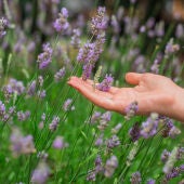 Plantas aromáticas: las mejores aliadas para recibir a la primavera
