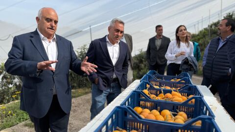 Conseller de Agricultura en recogida N&iacute;spero en Callosa d'en Sarri&agrave;