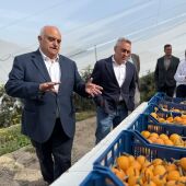 Conseller de Agricultura en recogida Níspero en Callosa d'en Sarrià