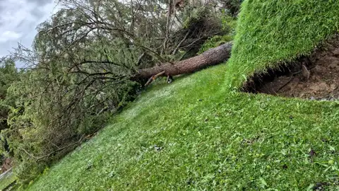 Árboles caídos en la urbanización "El Ballestar" de Barajas de Melo (Cuenca) Árboles caídos en la urbanización "El Ballestar" de Barajas de Melo (Cuenca)