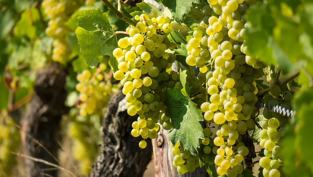 Uvas Uvas