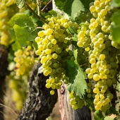 Uvas Uvas