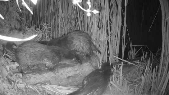 Ejemplares de nutria detectados en en el azud y antiguo molino harinero de Sant Antoni de Guardamar del Segura.