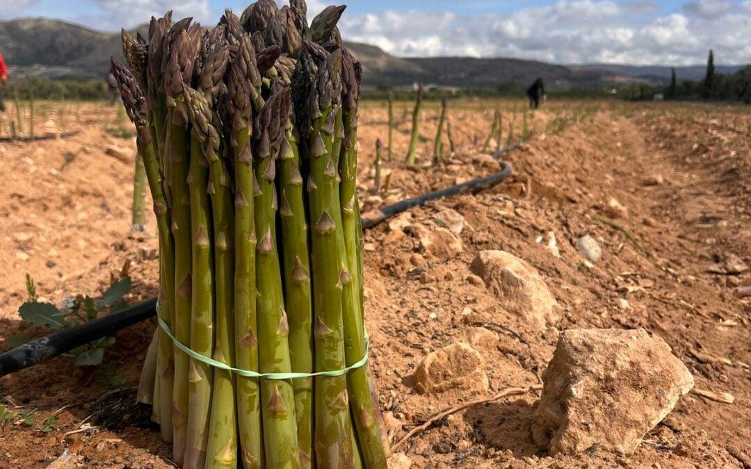 La recolección del espárrago de Villena arranca con la previsión de alcanzar las cien toneladas La recolección del espárrago de Villena arranca con la previsión de alcanzar las cien toneladas