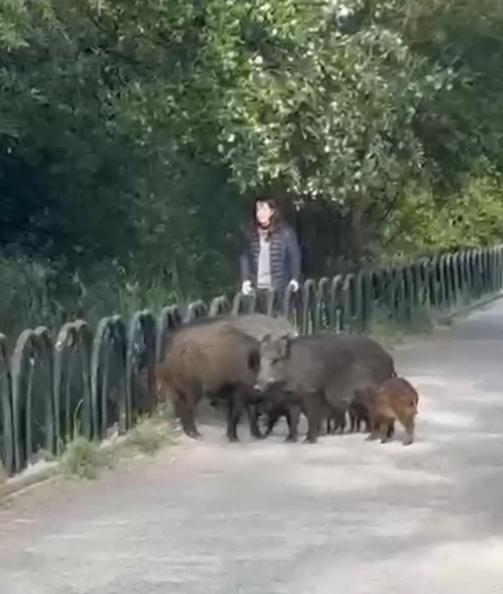 Una familia de jabalíes se pasea por la zona de Bola de Oro y carretera de la Sierra durante el fin de semana Una familia de jabalíes se pasea por la zona de Bola de Oro y carretera de la Sierra durante el fin de semana