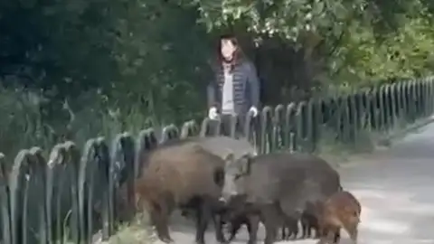 Jabalíes en Granada Jabalíes en Granada