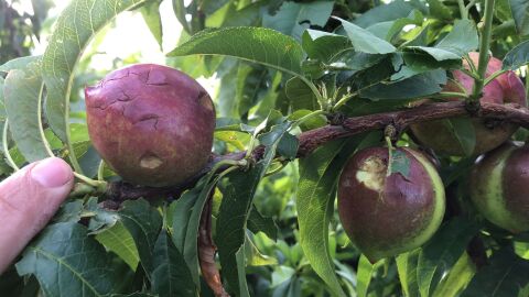 Efectos del granizo en frutas de La Vall d'Albaida