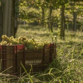 Bodegas Martin Codax 