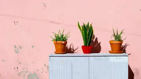 Las tres plantas que debes tener en casa para tener buena salud, según la NASA Las tres plantas que debes tener en casa para tener buena salud, según la NASA
