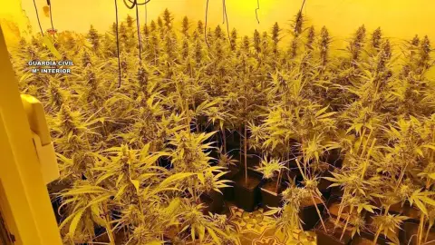 Detenidas tres personas por cultivo de medio millar de plantas de marihuana en una vivienda en Castuera Detenidas tres personas por cultivo de medio millar de plantas de marihuana en una vivienda en Castuera