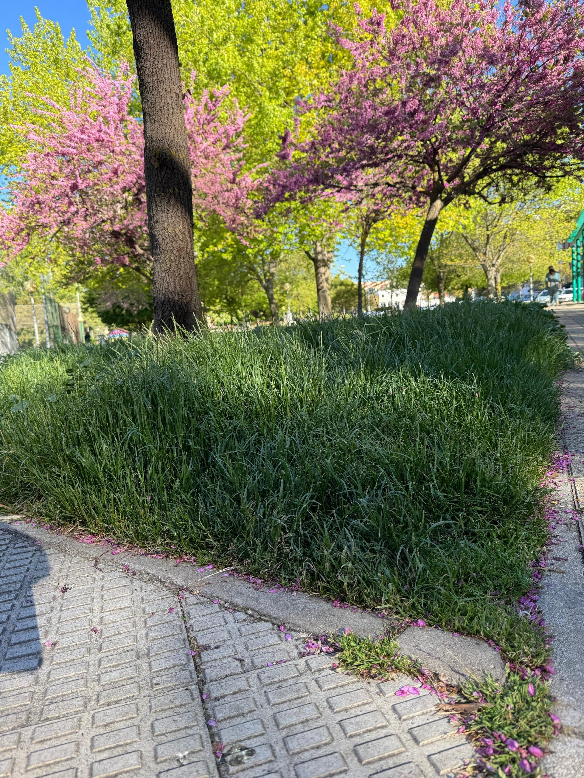 El PP en el Ayuntamiento urge al PSOE al mantenimiento de los parques y jardines de la ciudad El PP en el Ayuntamiento urge al PSOE al mantenimiento de los parques y jardines de la ciudad