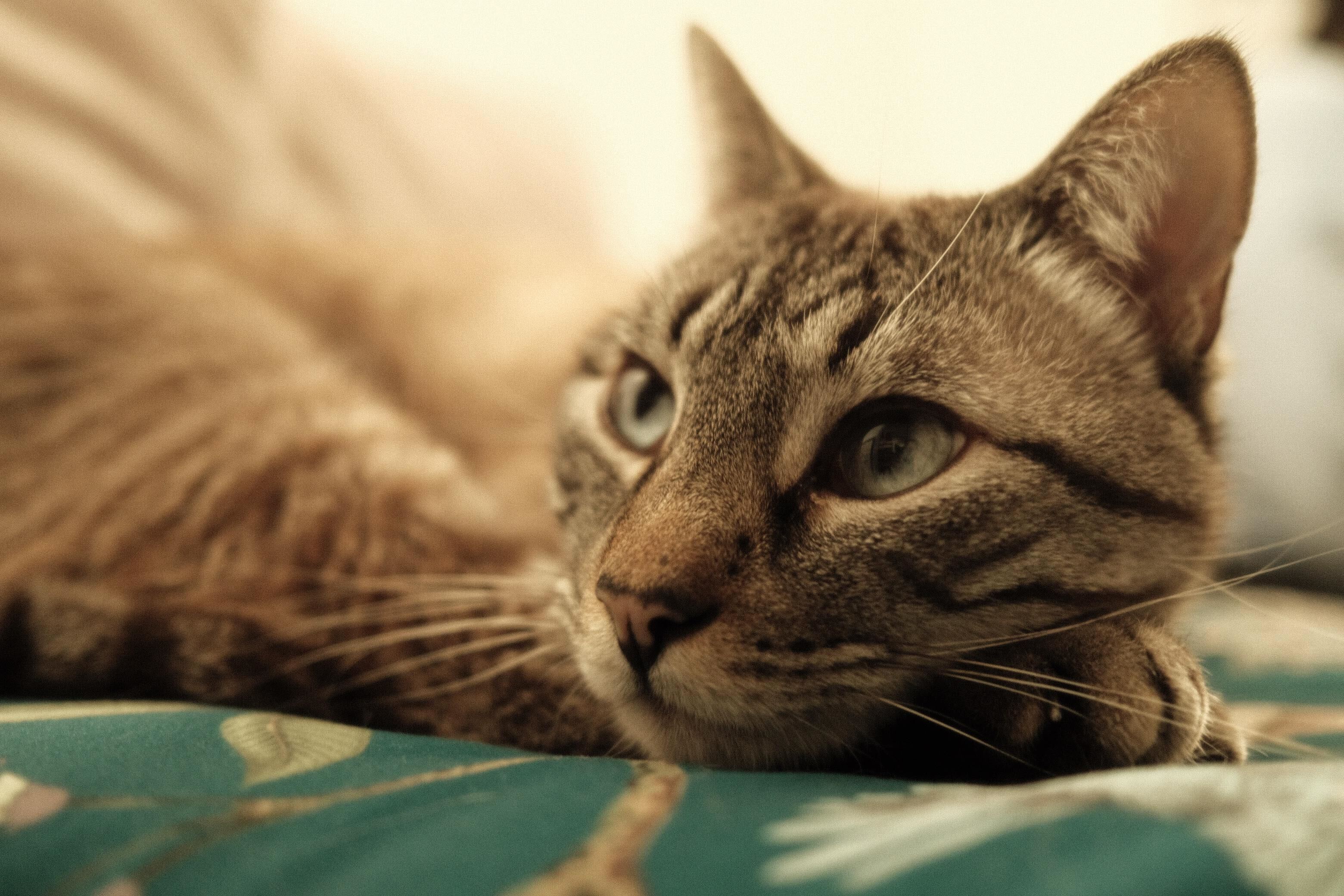 Imagen de archivo de un gato. Imagen de archivo de un gato.