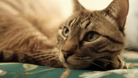 Un estudio revela una técnica sencilla para comunicarse con su gato Un estudio revela una técnica sencilla para comunicarse con su gato