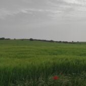 Campo de cereal en la finca La nava del conejo (Valdepeñas)